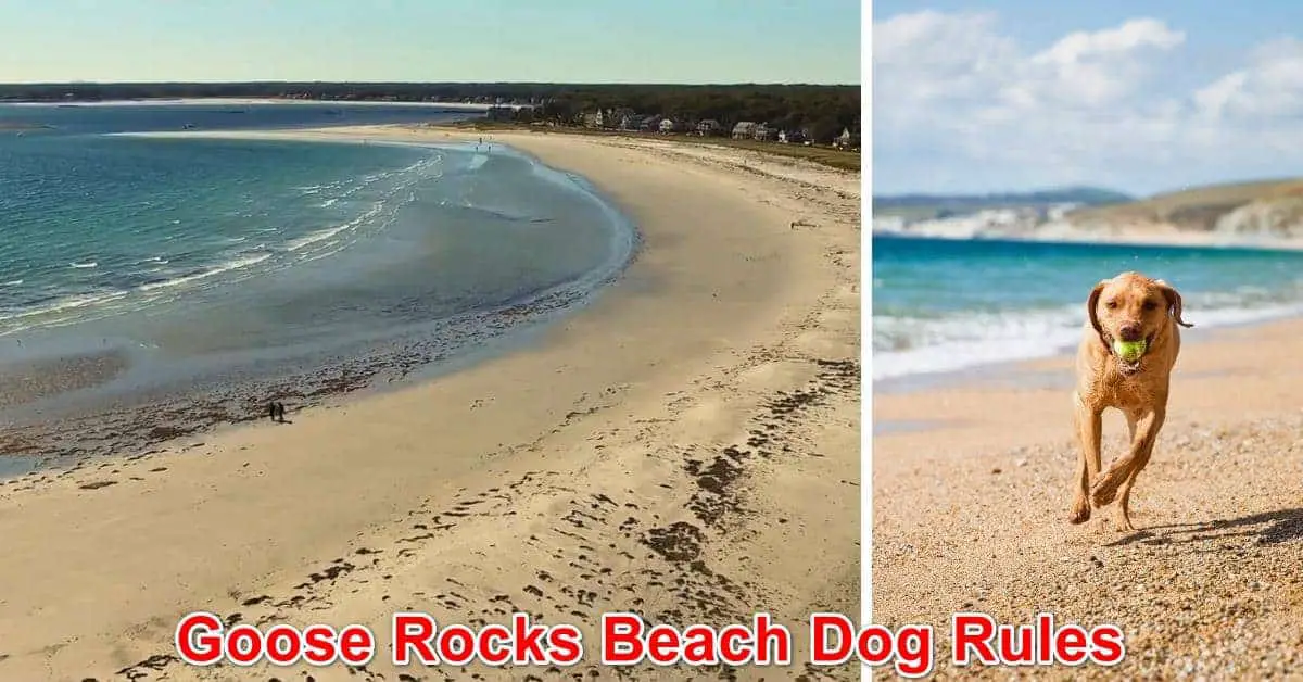 Goose Rocks Beach Dog Rules, Maine
