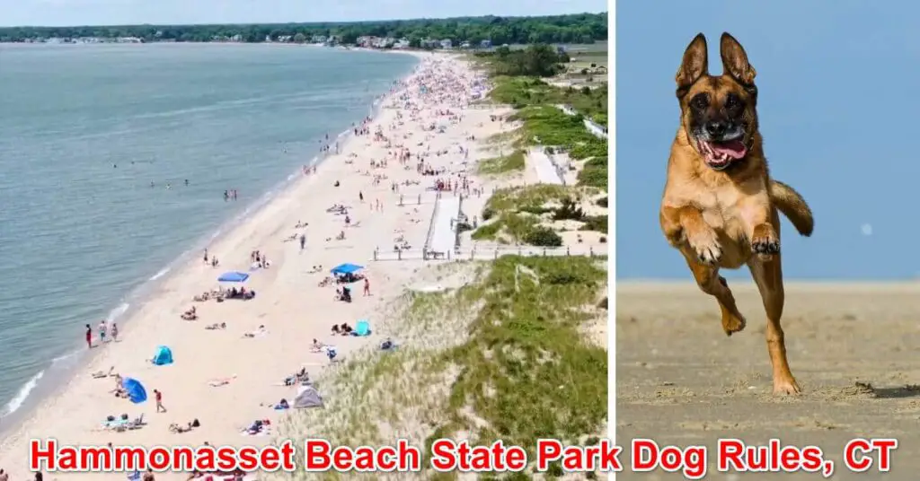 Hammonasset Beach State Park Dog Rules, CT
