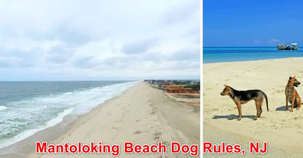 Mantoloking Beach Dog Rules, NJ