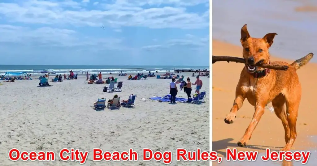 Ocean City Beach Dog Rules, New Jersey