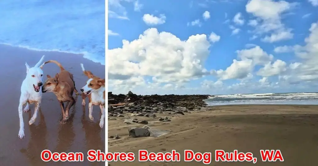 Ocean Shores Beach Dog Rules, WA