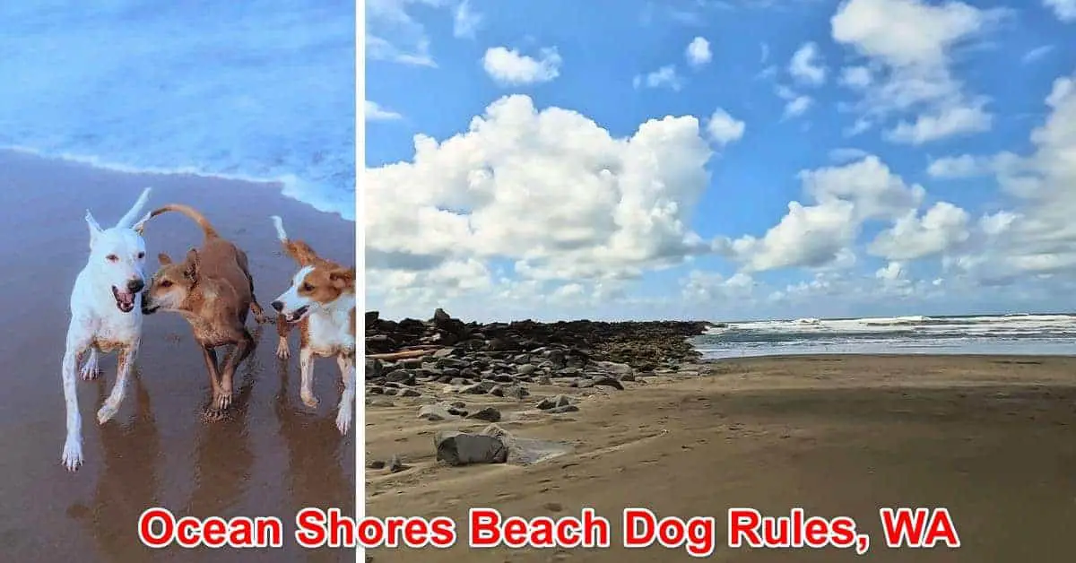 Ocean Shores Beach Dog Rules, WA