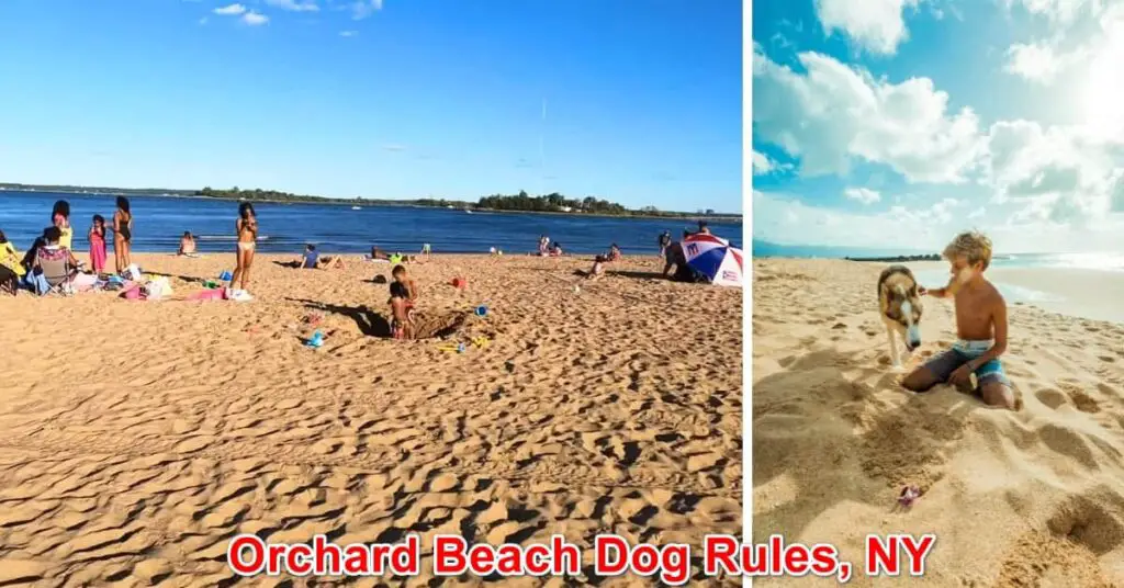 Orchard Beach Dog Rules, NY
