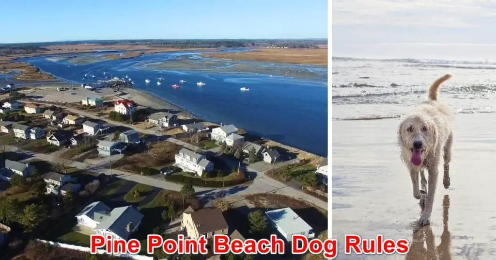 Point Beach Dog Rules, Maine