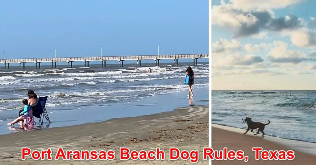Port Aransas Beach Dog Rules, Texas
