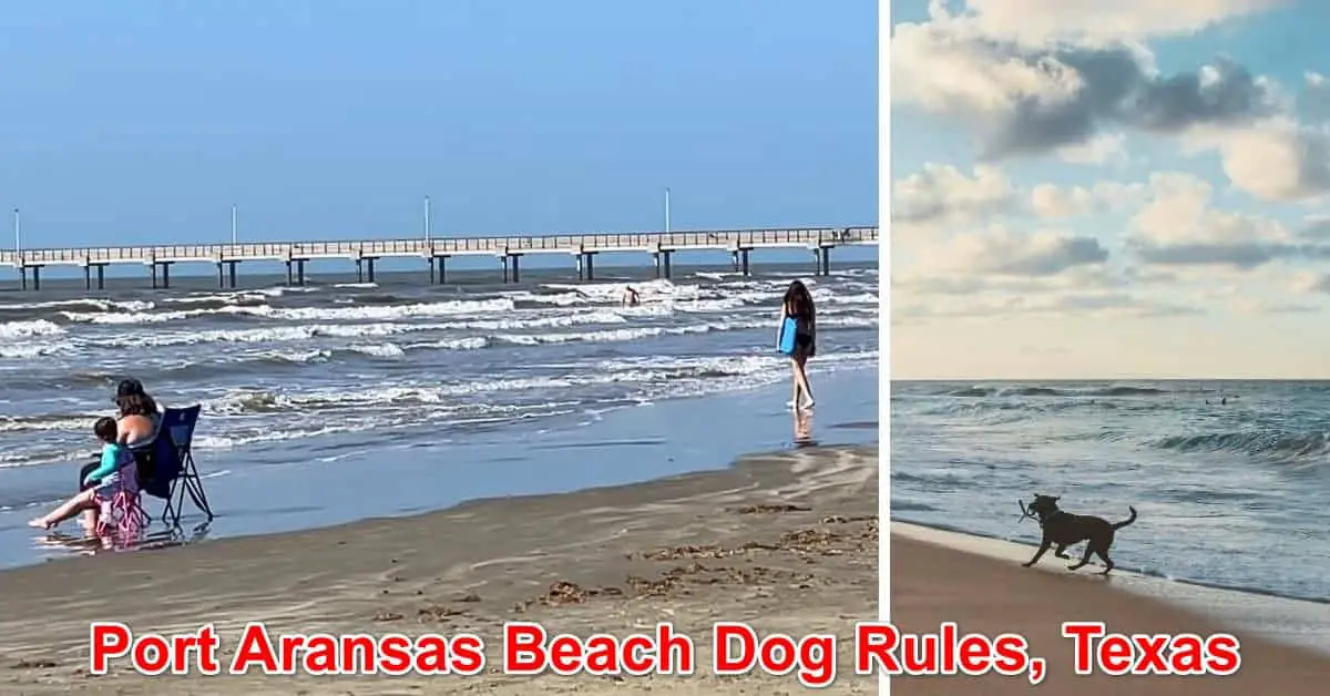 Port Aransas Beach Dog Rules, Texas