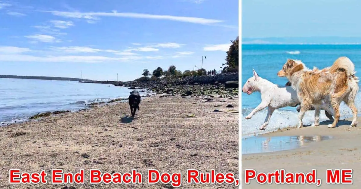 East End Beach Dog Rules, Portland, ME