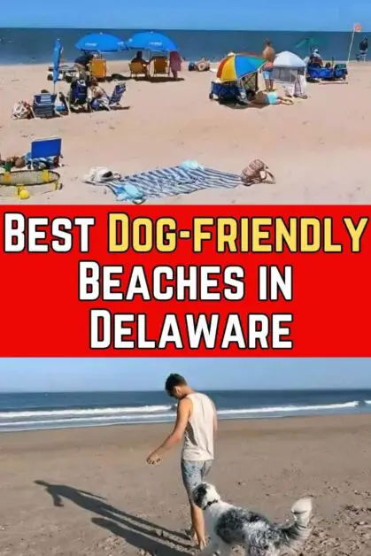Best Dog-Friendly Beaches in Delaware