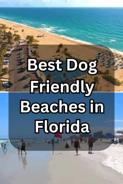 Best Dog-Friendly Beaches in Florida