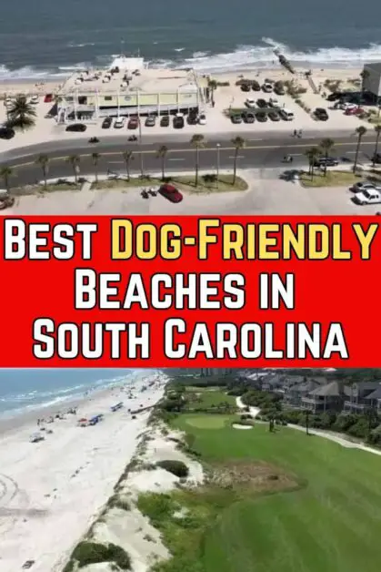 Best Dog-Friendly Beaches in South Carolina
