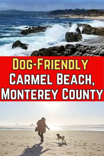 Dog-Friendly Carmel Beach, CA