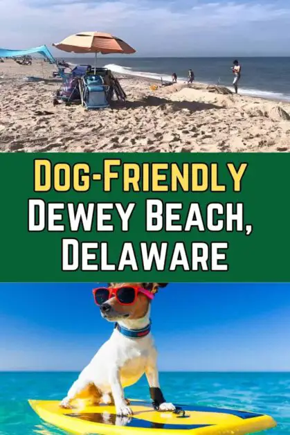 Dog-Friendly Dewey Beach, Delaware