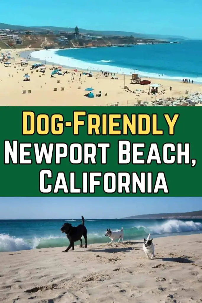 Complete Guide to Newport Beach Dog Rules for Pet Lovers