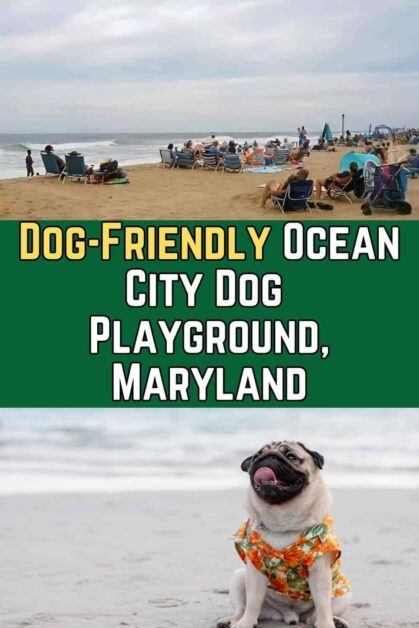 Ocean City Beach Dog Rules, Maryland
