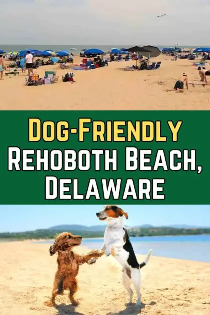 Dog-Friendly Rehoboth Beach, Delaware