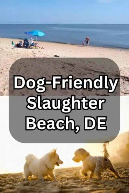 Dog-Friendly Slaughter Beach, DE