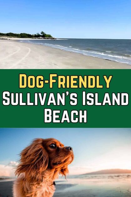 Dog-Friendly-Sullivan's-Island-Beach
