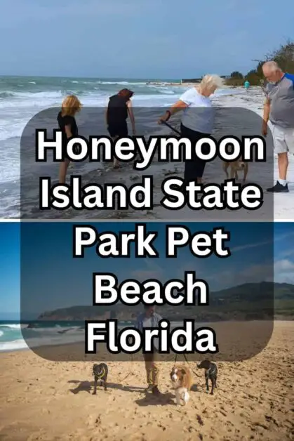 Honeymoon Island State Park Pet Beach, Florida