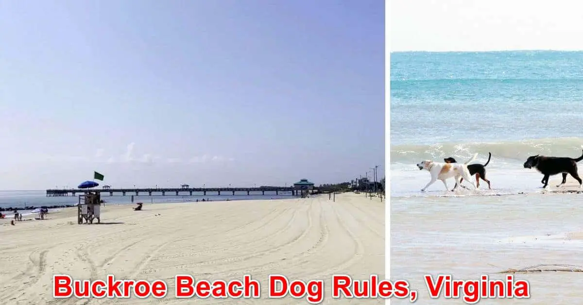 Buckroe Beach Dog Rules, Virginia