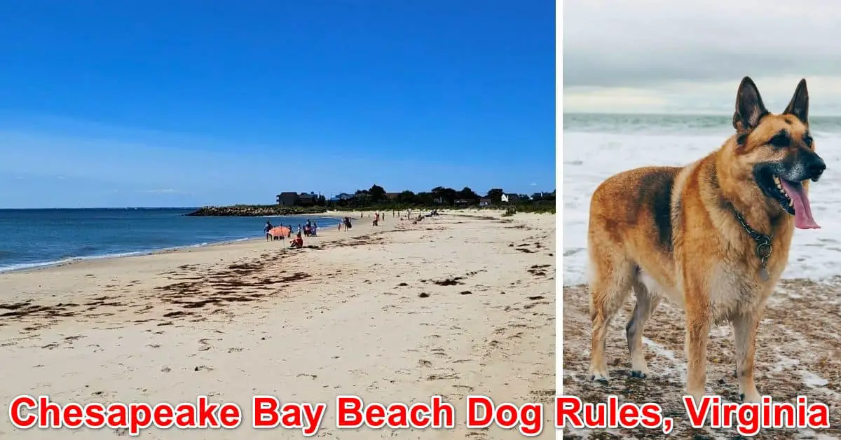 Chesapeake Bay Beach Dog Rules, Virginia