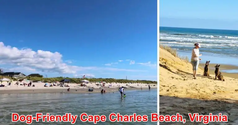 Dog-Friendly Cape Charles Beach, Virginia