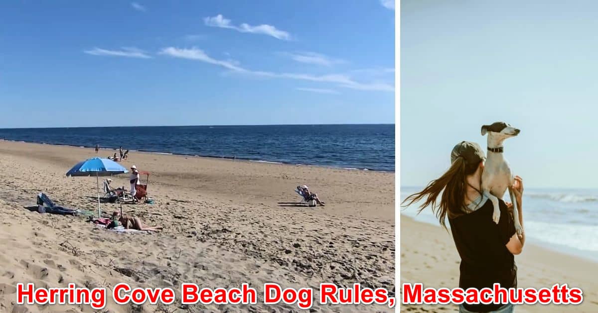 Herring Cove Beach Dog Rules, Massachusetts