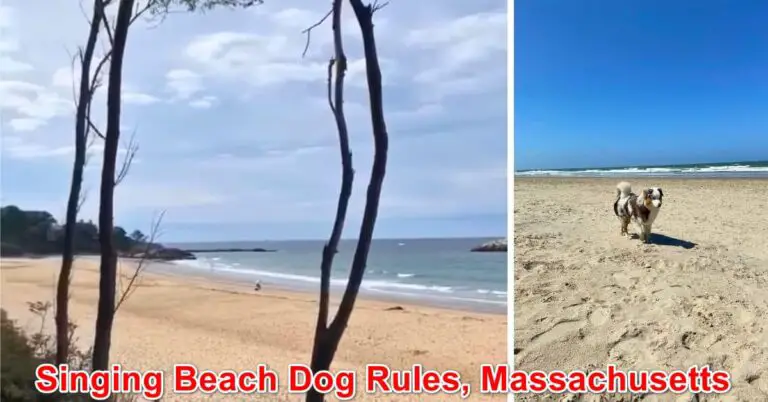 Singing Beach Dog Rules, Massachusetts