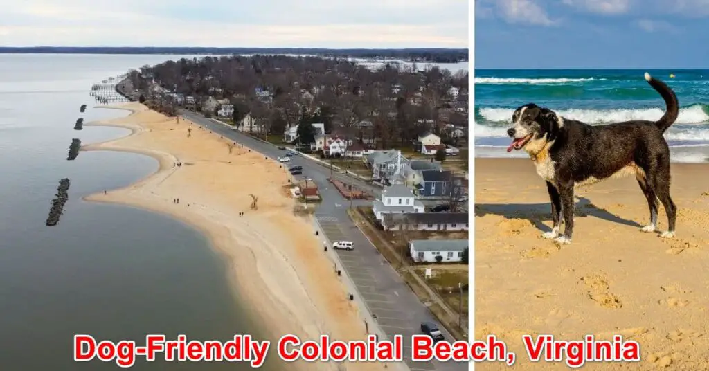 Dog-Friendly Colonial Beach, Virginia