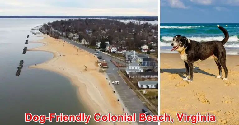 Dog-Friendly Colonial Beach, Virginia