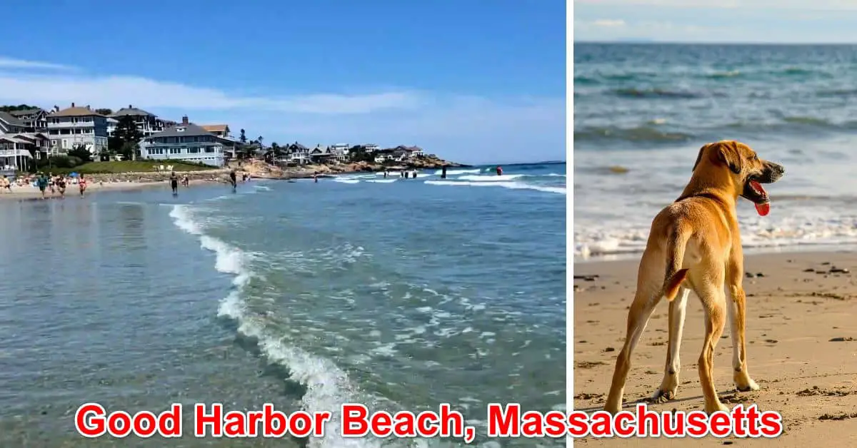 Dog-Friendly Good Harbor Beach, Massachusetts