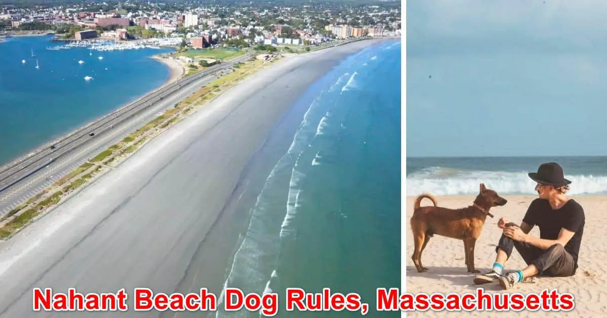 Nahant Beach Dog Rules, Massachusetts