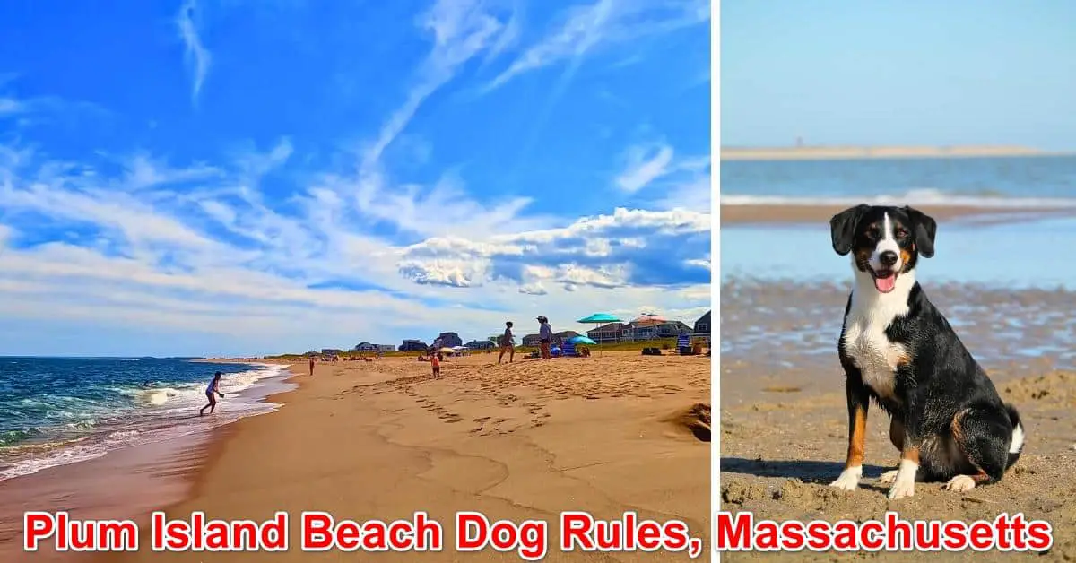 Plum Island Beach Dog Rules, Massachusetts