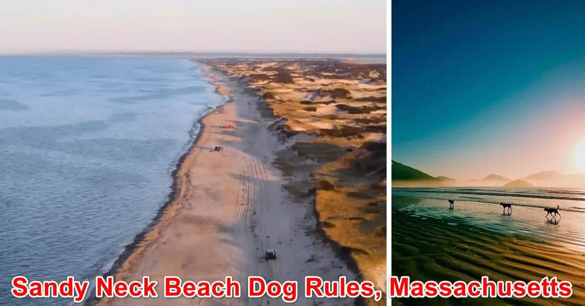 Sandy Neck Beach Dog Rules, Massachusetts