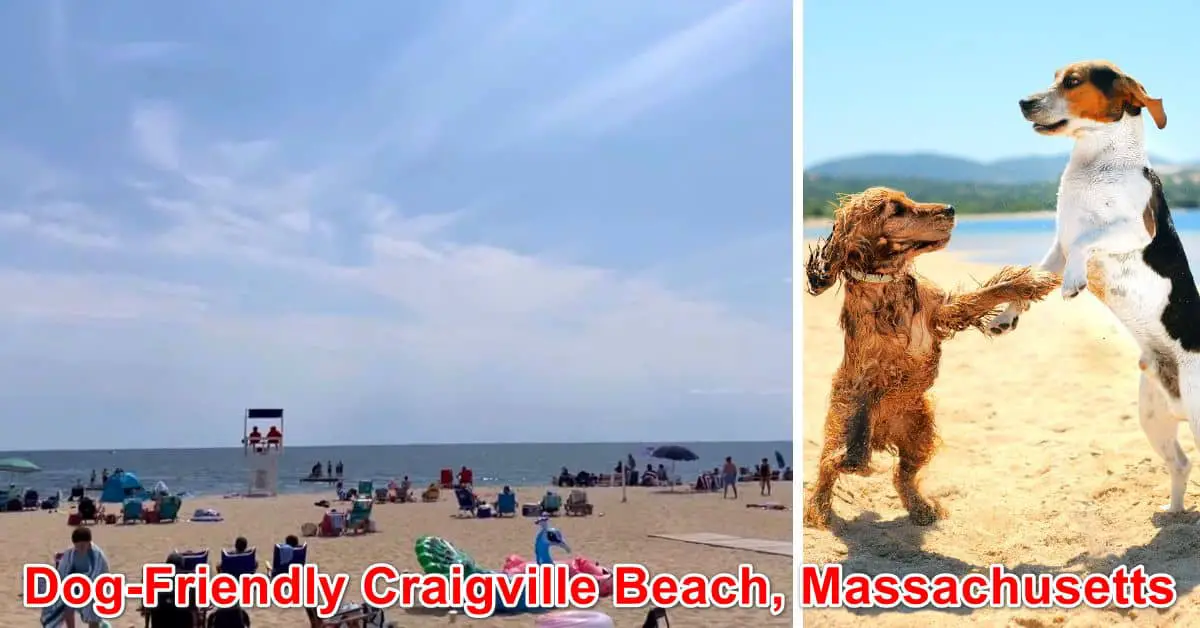 Dog-Friendly Craigville Beach, Massachusetts