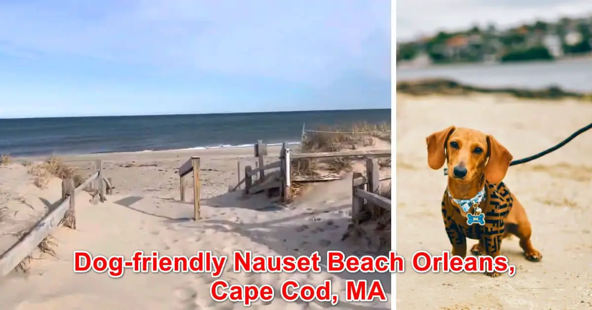 Dog-friendly Nauset Beach Orleans, Cape Cod, MA