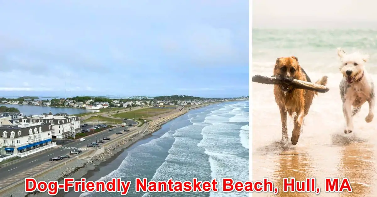Nantasket Beach Dog Rules, Massachusetts