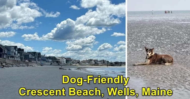 Dog-Friendly Crescent Beach, Wells, Maine