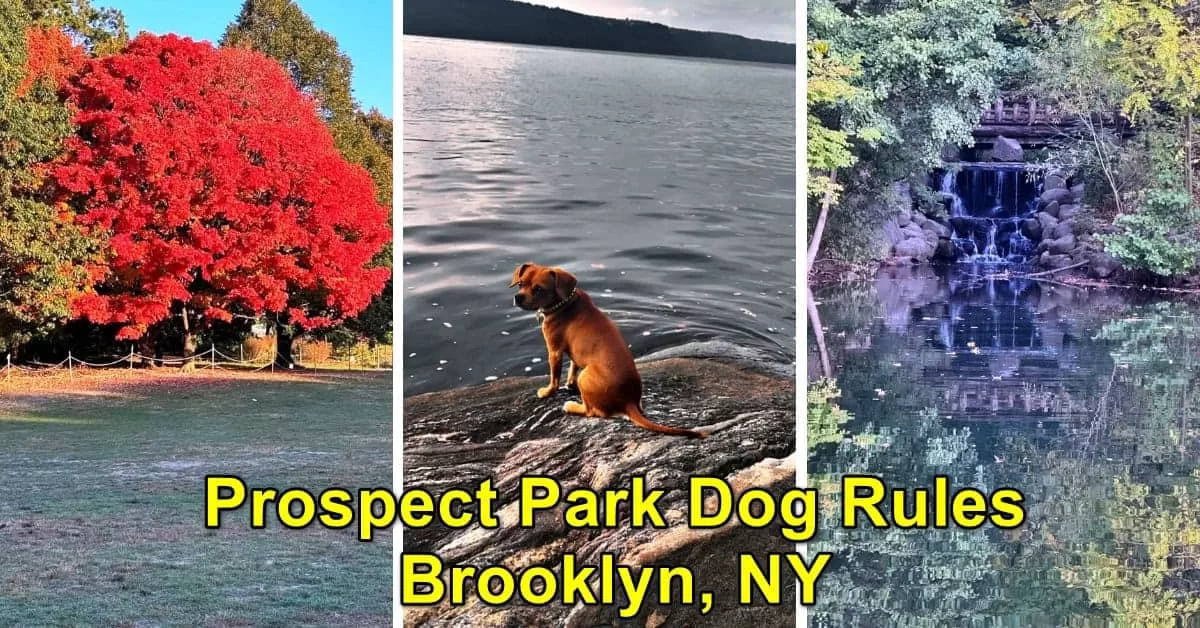 Prospect Park Dog Rules Brooklyn, NY